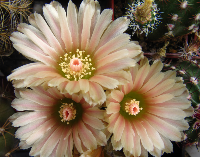 Eriosyce odieri in flower b